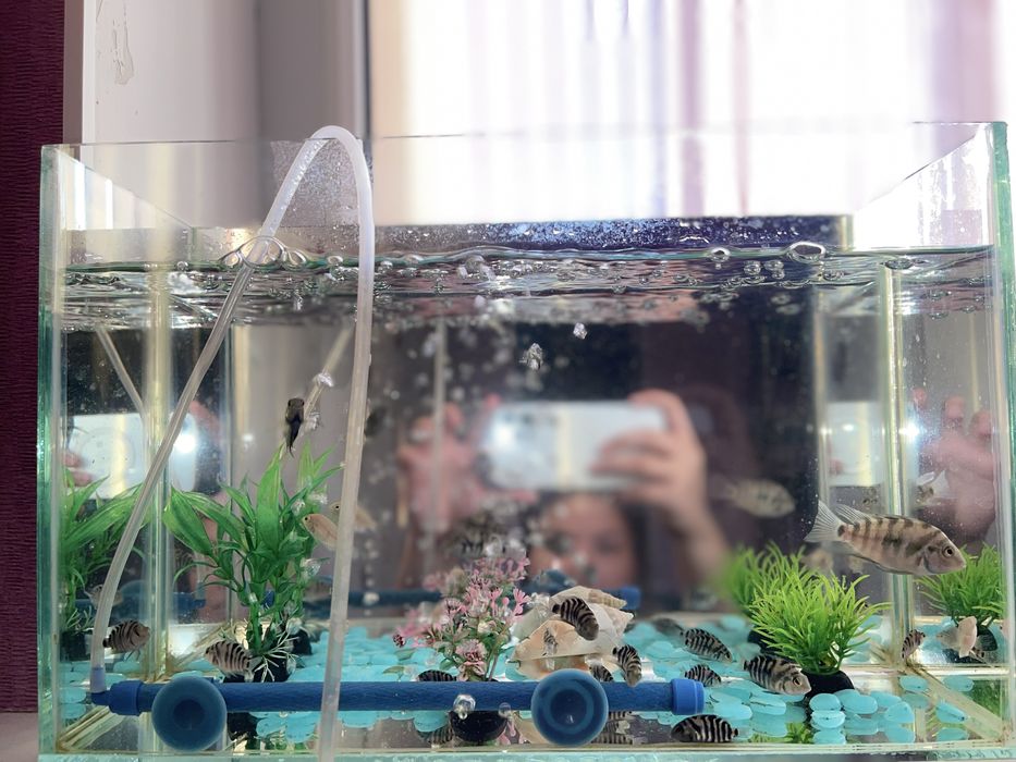 Аквариум с рыбками ( комплект )