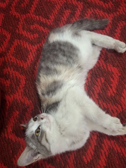 Котёнок даром в ответственные руки