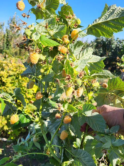 Продам дачу на Саздинском водохранилище