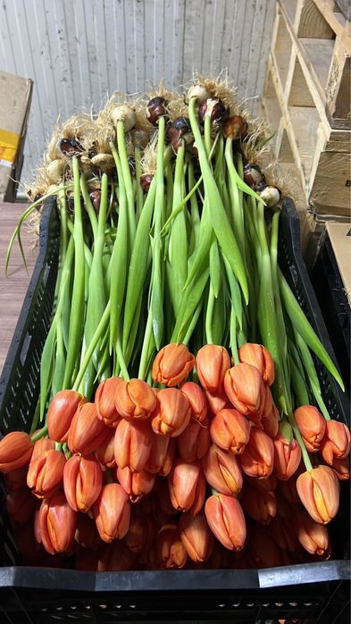 Тюльпаны оптом  8март Алматы /Цветы/тульпан