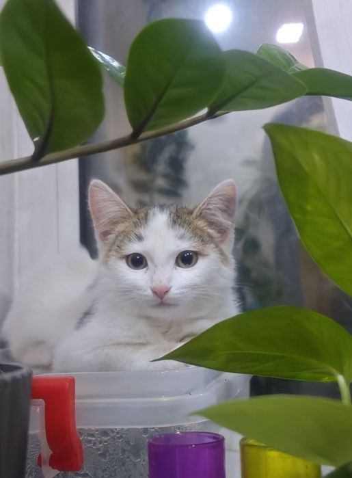 Отдам котенка в добрые руки!