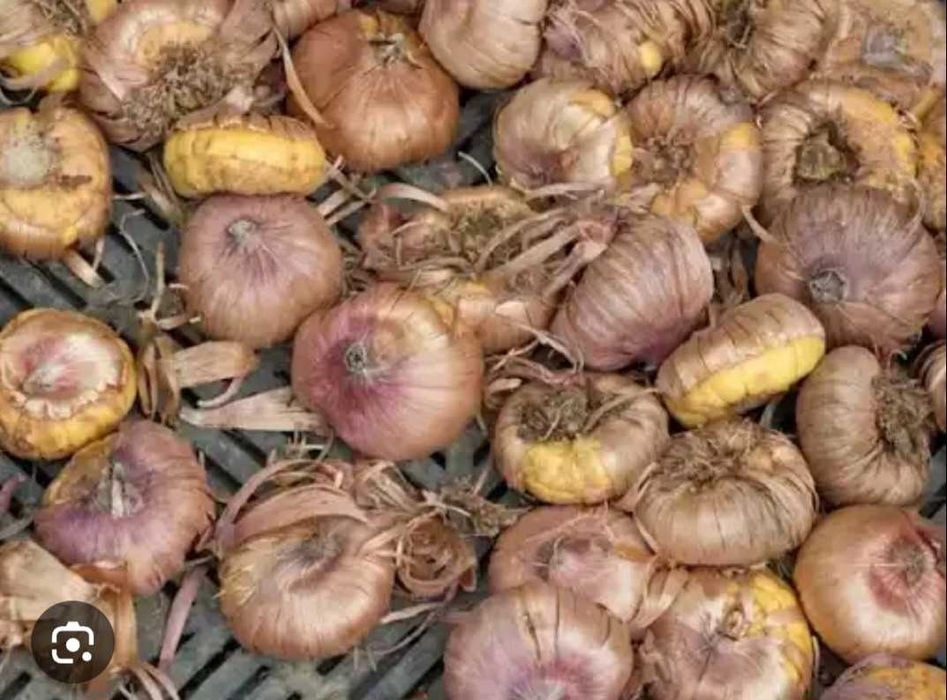 Vand mix bulbi gladiole