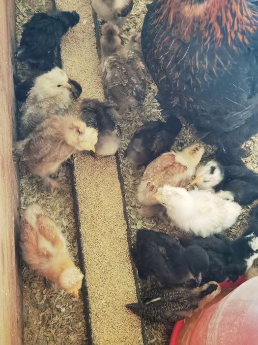 Vând pui încălțați de 2 săptămâni