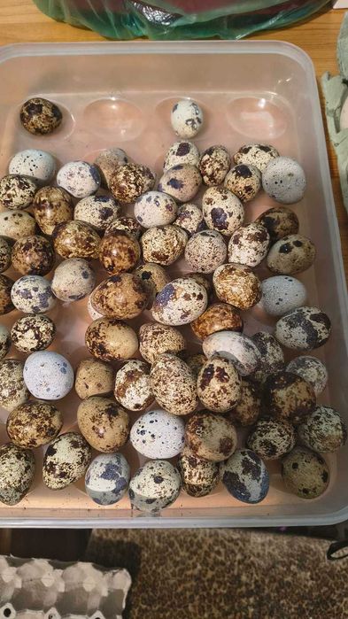 Оплодени яйца от зеленоглави патици