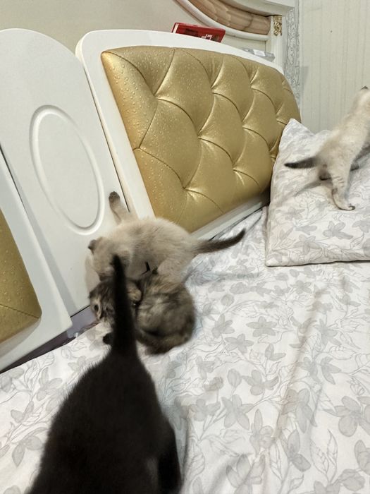 Котята вислоухие