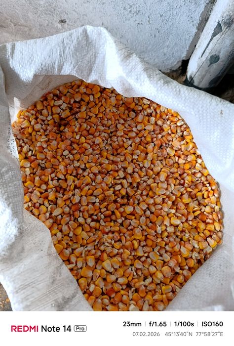 Кукуруза кормовая