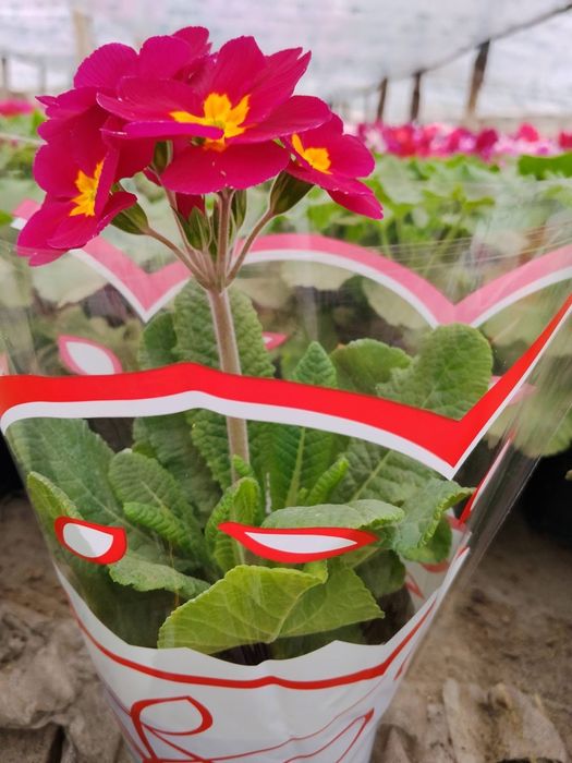 Flori de primavara, direct de la producator - Matca