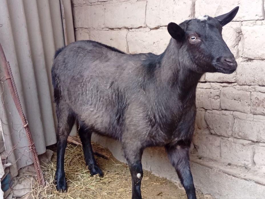 Алпиниски шыбыш сатылады