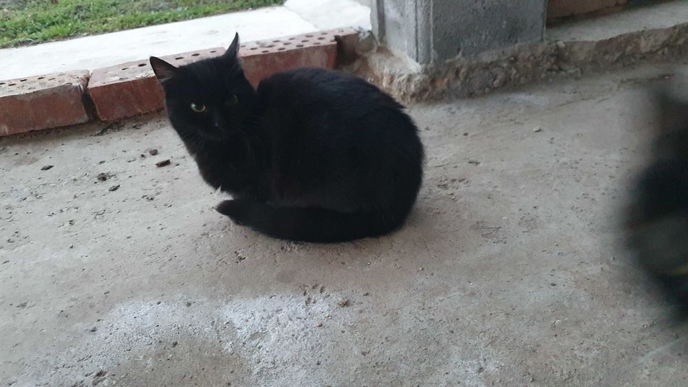 Черна котка на 6 мес. търси дом