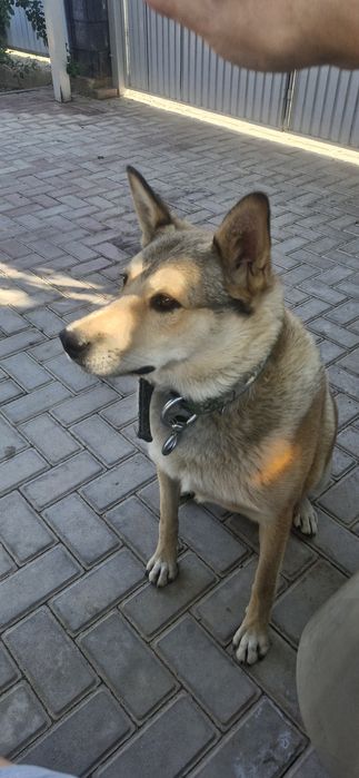 Собака лайка с овчаркой