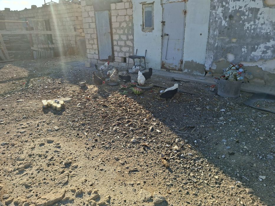 Здравствуйте Куры прдаютьса