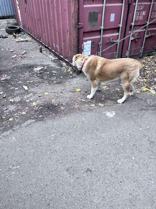 Собака 8 айлық күшік