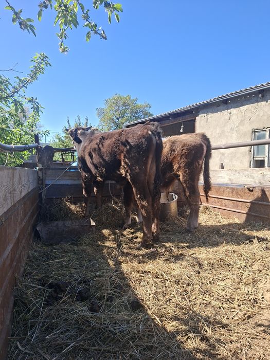 Продам быка бұқа сатылады бык корова