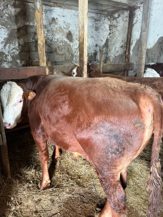 Продам бычков бело головые