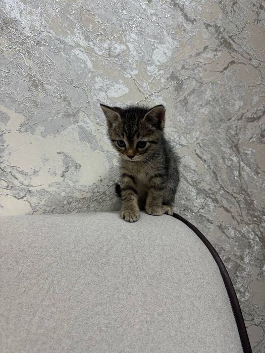 Mushuk bolasi 1.5 oylik