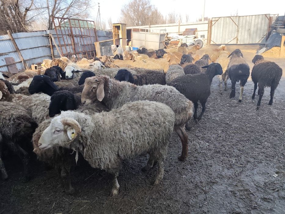 Продам баран тохтушки