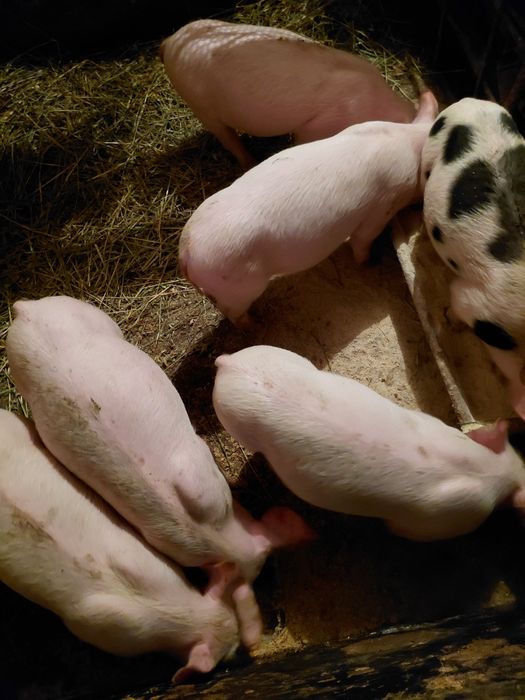 Промоция/Прасета