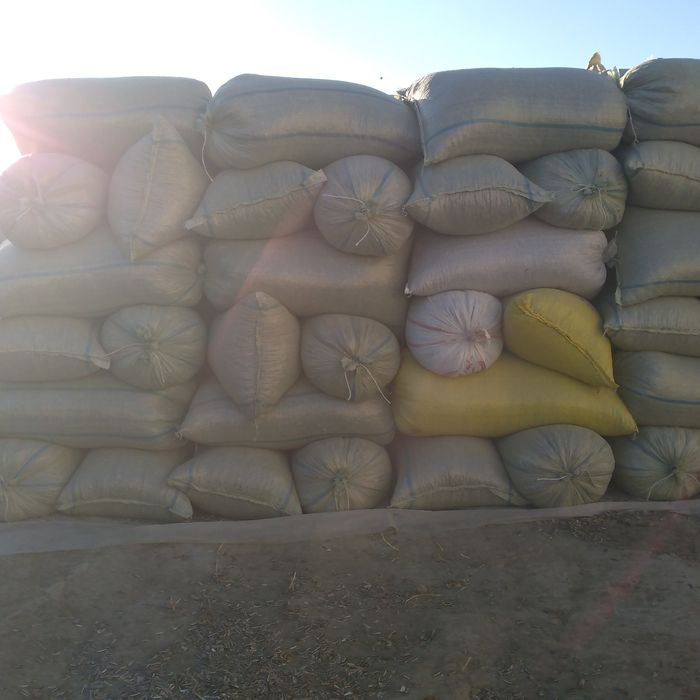 Semichka sotiladi, kop miqdorda