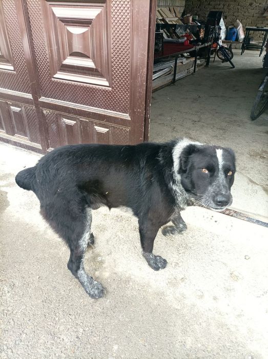 Choʻpon it , zotdor