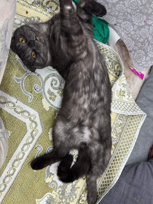 Шотландский котик