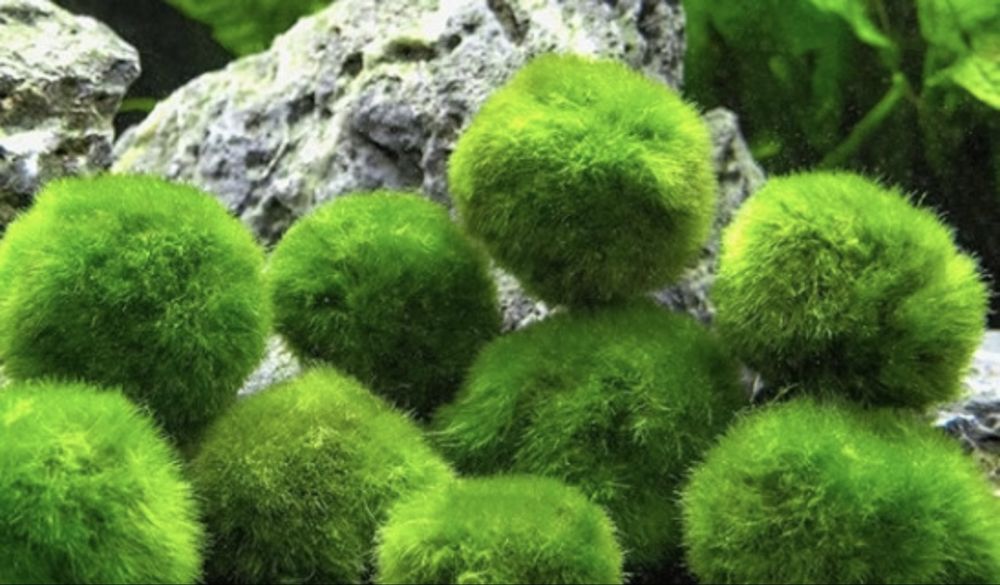 Продам аквариумные растения