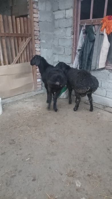 Екі бас тоқты қошқарлар