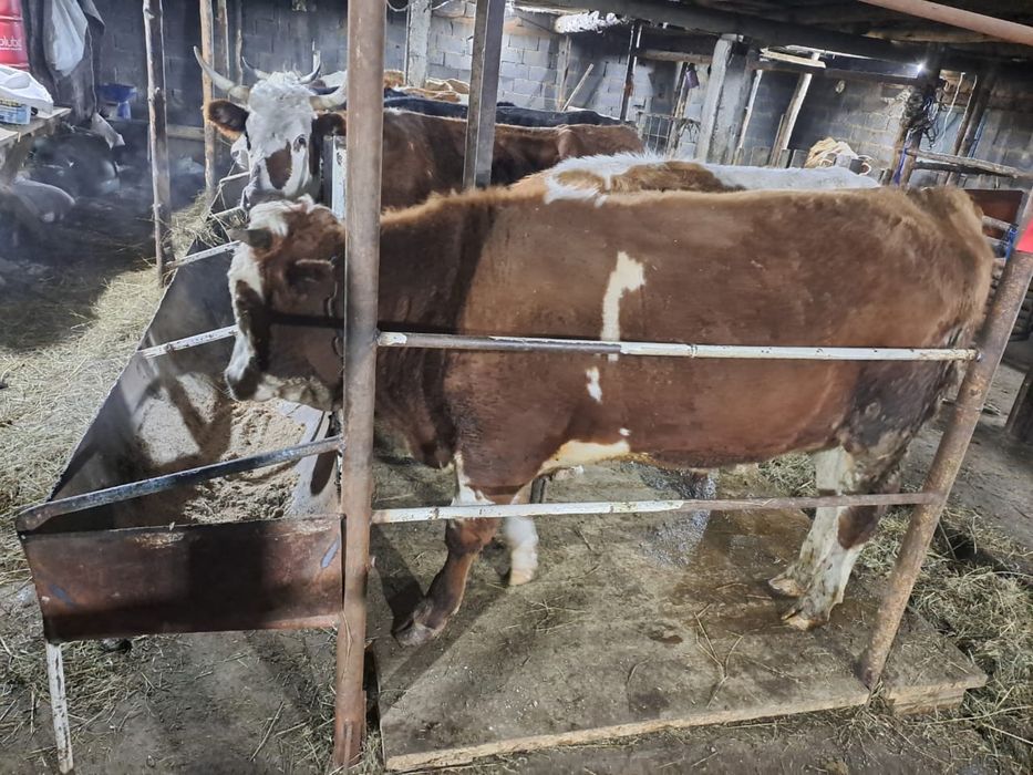 Дойная корова и Бык производитель