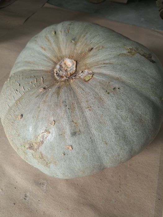 Dovleac de vânzare!