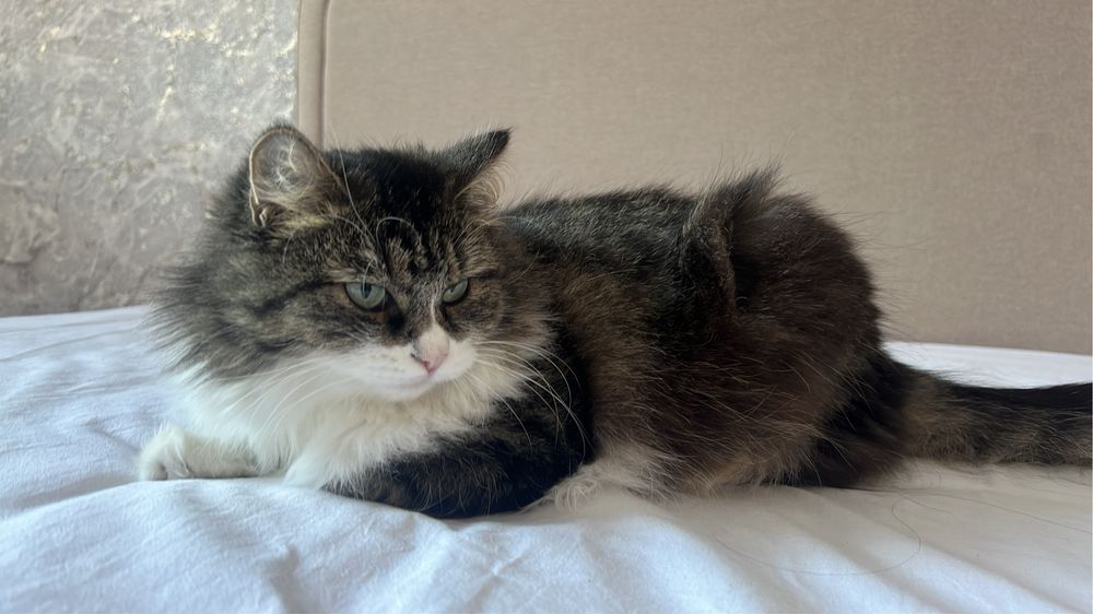 Кошка в добрые руки