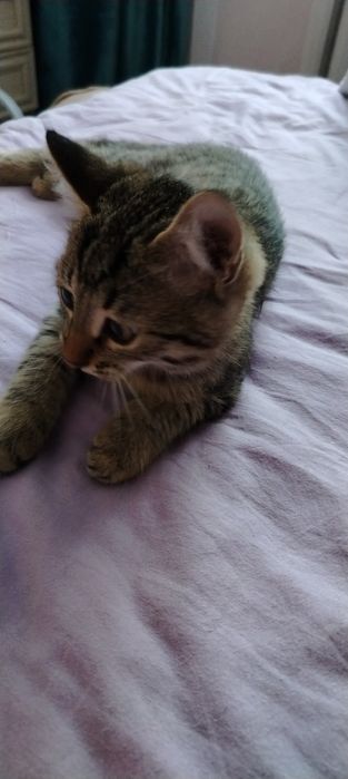 Котята  Мама британка