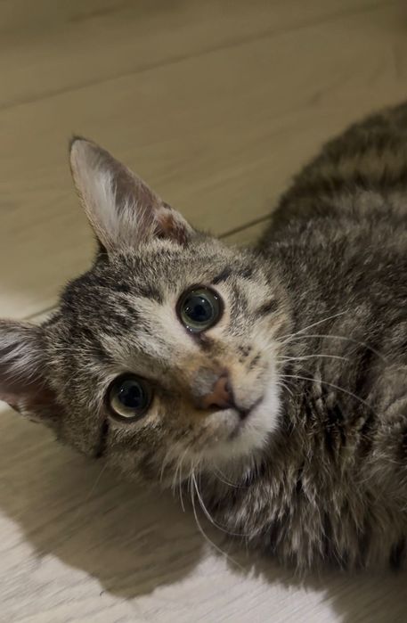 Котенок мальчик 3мес