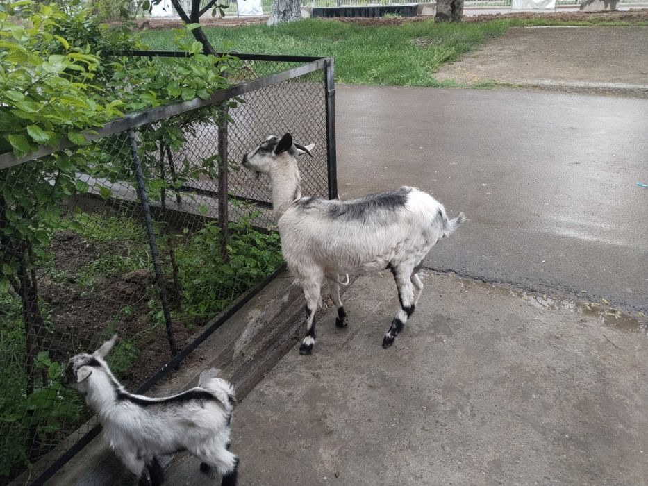 Assalamu aleykum echki sotiladi zanin alpen