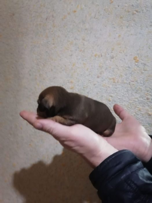 Продам щенков русский той терьер