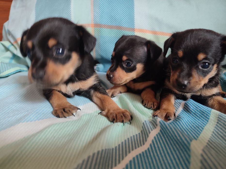 Продам щенков породы мини той