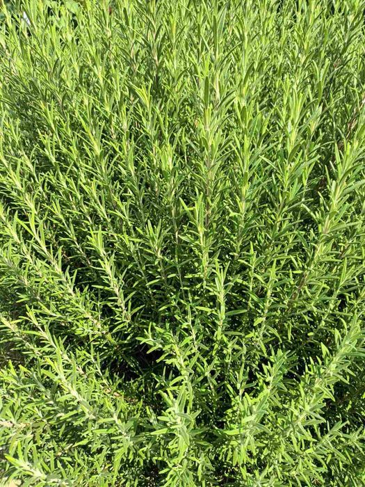 Свеж розмарин от домашната градина