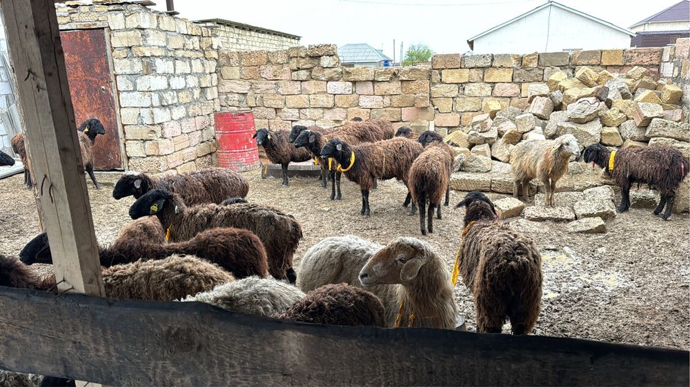 Козылы коилар сатылады