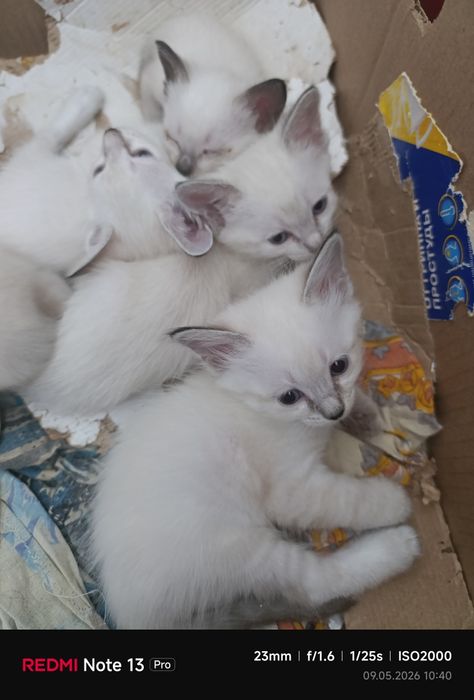 Сиамские котята.