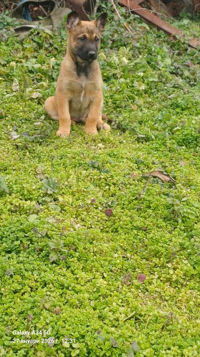 Мъжки малиноа налични 2 бр.