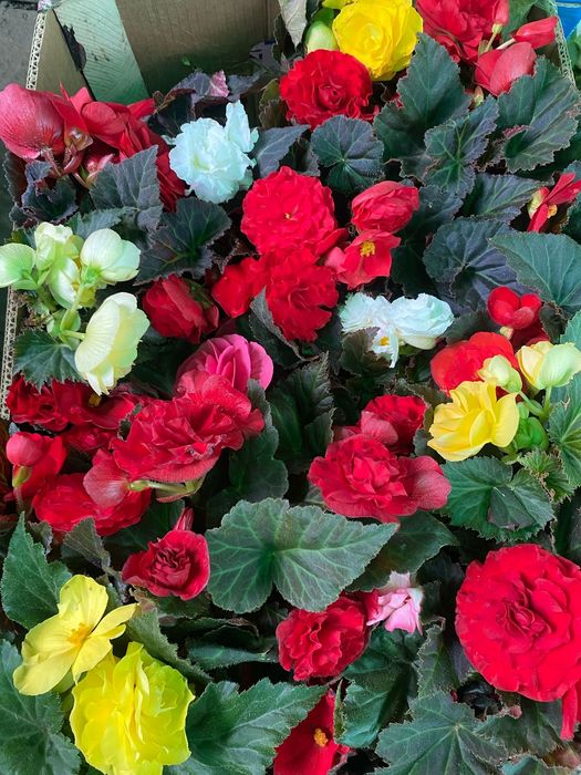 Цветы в горшках на подарок