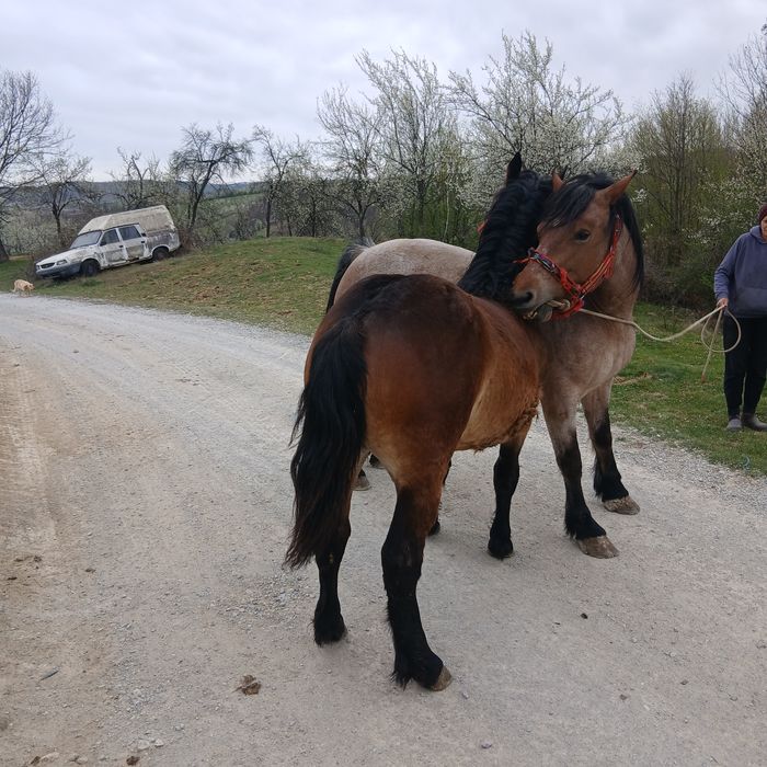 Vând iapa și mânză