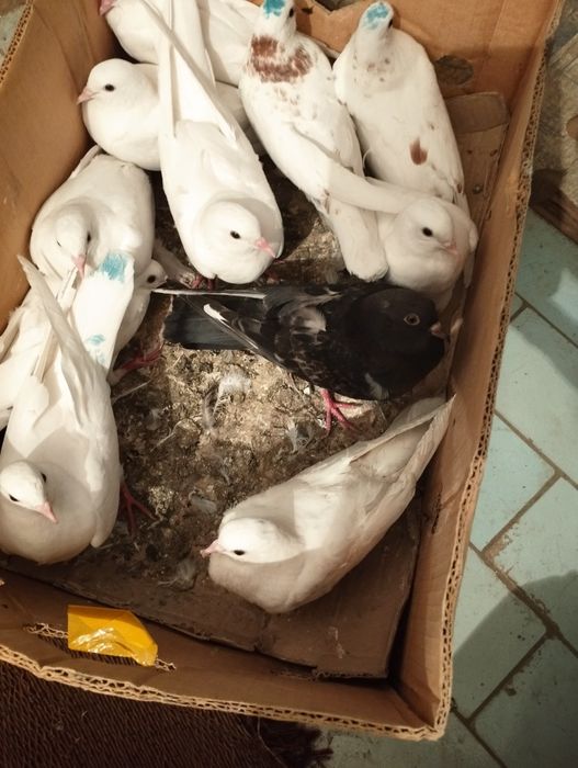 Голуби летающий игравой