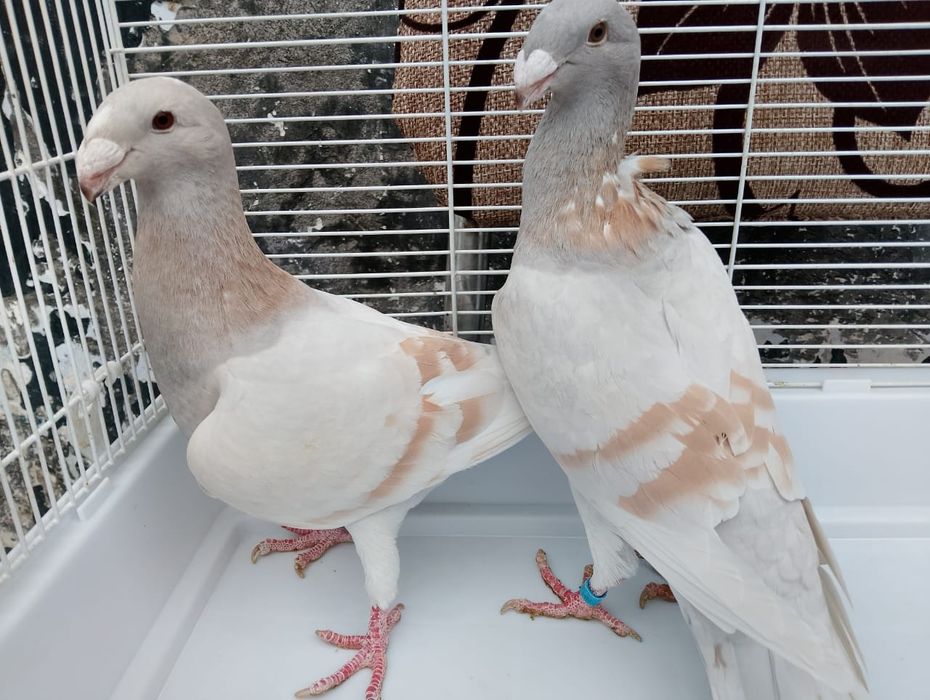 Продаются немцы молодёжь