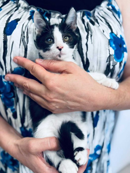 Малко коте момиче търси дом