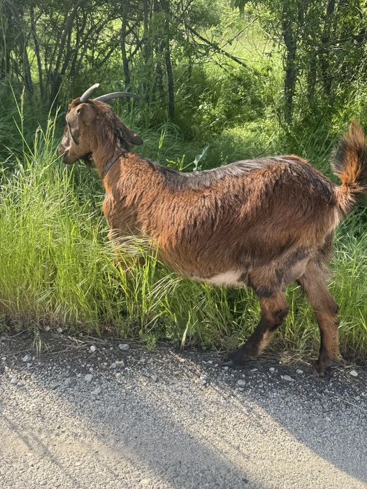 Capre bune  de lapte de la a treia fatare