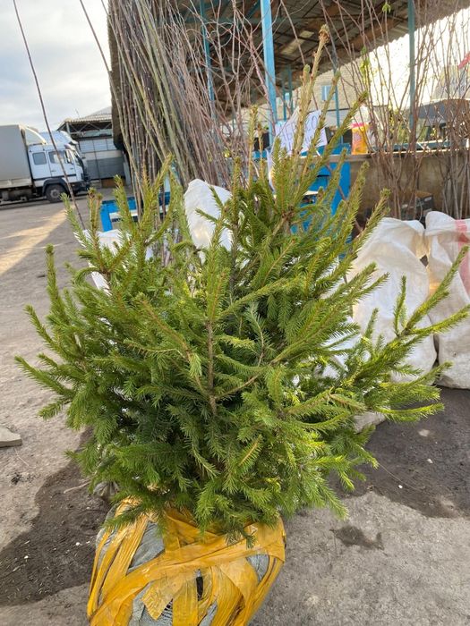 Продам елка  от 30000т