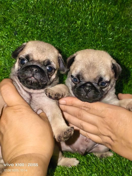 Очаровательные щенки мопса.