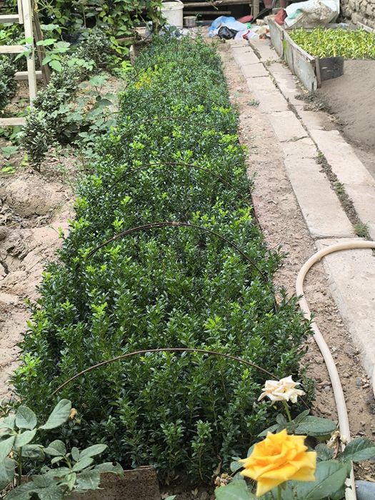 Shamshod ko'chatlari