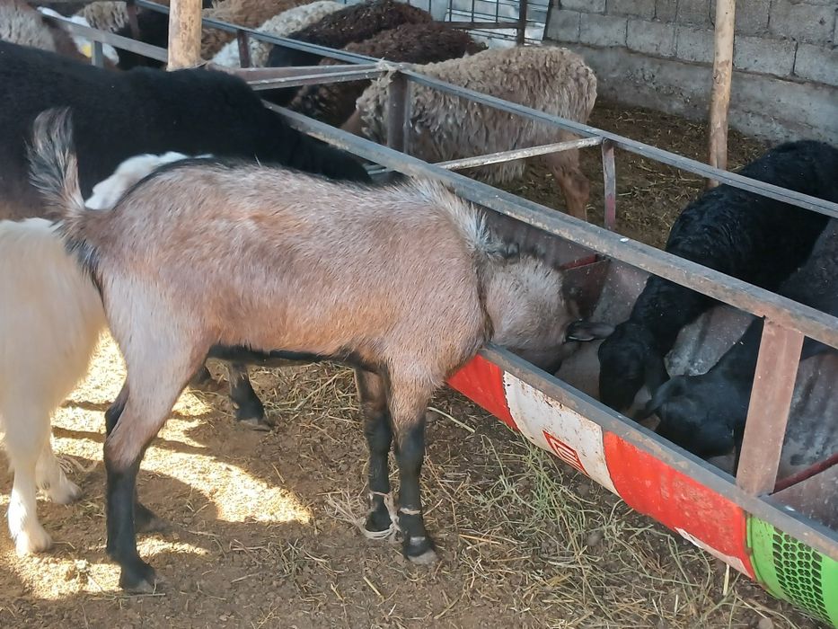 ПародаТекеСатылады