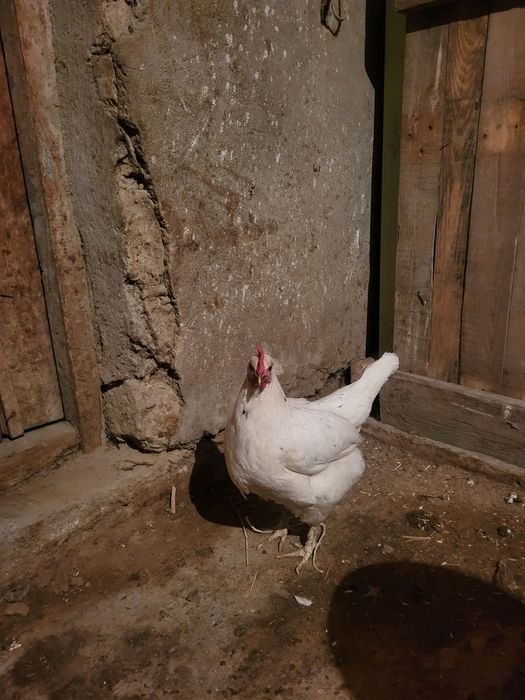 Осы тауықтар сатылады