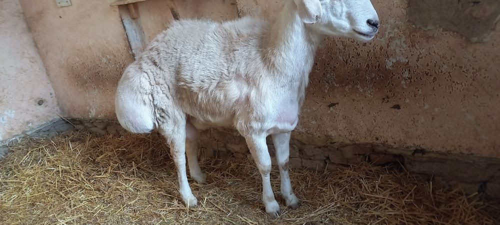 Авгон кучкори ок